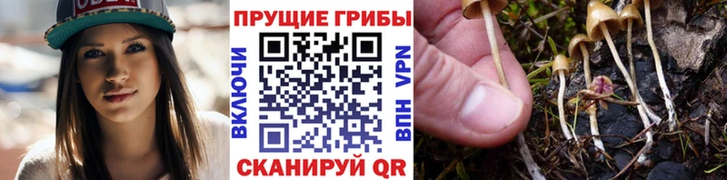 Псилоцибиновые грибы Psilocybe  Петухово 